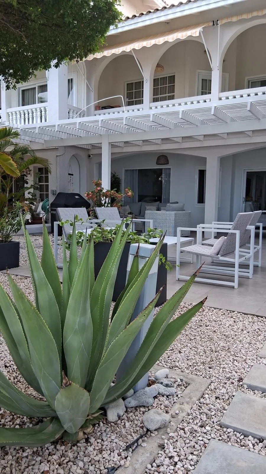 Agave in grind voor het terras